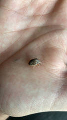 Sphyrocoris obliquus