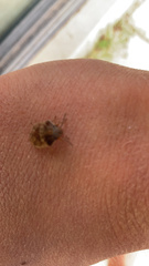 Sphyrocoris obliquus