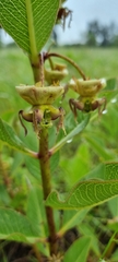 Pachycarpus appendiculatus image