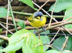 Todirostrum poliocephalum