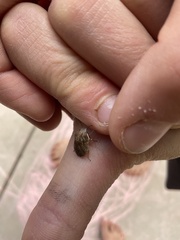 Sphyrocoris obliquus