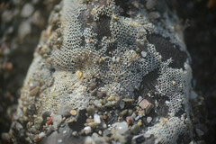 Membranipora membranacea