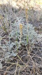Artemisia fragrans