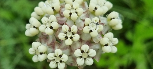 Asclepias image