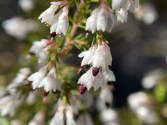 Erica imbricata