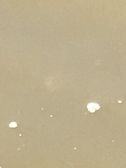 Chrysaora chesapeakei