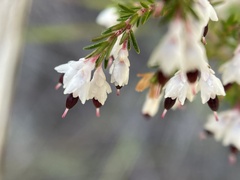 Erica imbricata