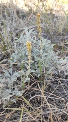 Artemisia fragrans