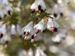 Erica imbricata
