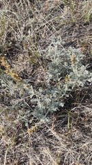 Artemisia fragrans