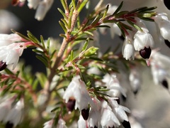 Erica imbricata