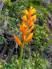 Dichromanthus aurantiacus