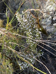 Erica imbricata