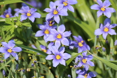 Sisyrinchium pruinosum