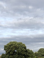 Milvus milvus milvus