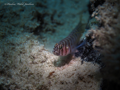 Tigrigobius macrodon