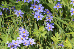 Sisyrinchium pruinosum
