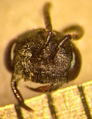 Sphecodes majalis