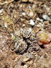 Aelurillus v-insignitus