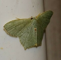 Chloropteryx tepperaria