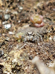 Aelurillus v-insignitus