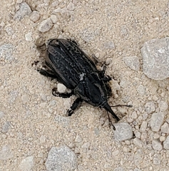 Sphenophorus australis