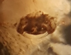 Mermessus denticulatus