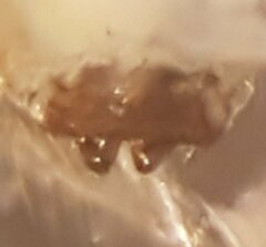 Mermessus denticulatus