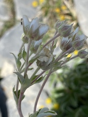 Potentilla alchimilloides