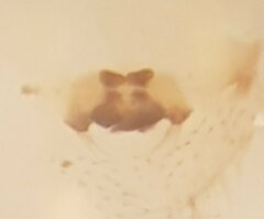 Mermessus denticulatus