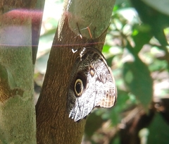 Caligo telamonius