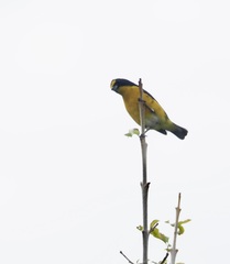 Euphonia hirundinacea