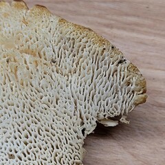 Bondarzewia occidentalis
