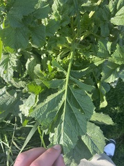 Rhamphospermum nigrum