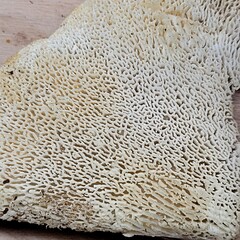 Bondarzewia occidentalis