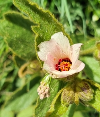 Hibiscus aethiopicus