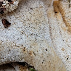 Bondarzewia occidentalis
