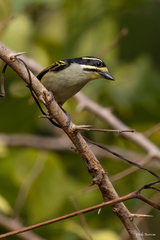 Pogoniulus subsulphureus flavimentum