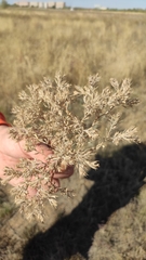 Ceratocarpus arenarius