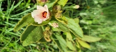 Hibiscus aethiopicus