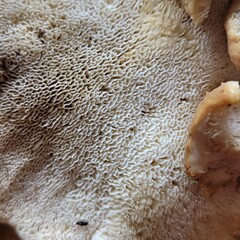 Bondarzewia occidentalis