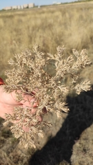 Ceratocarpus arenarius