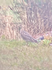 Bartramia longicauda