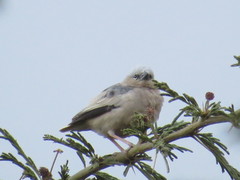 Pseudonigrita arnaudi
