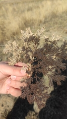 Ceratocarpus arenarius