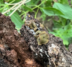 Chlorencoelia versiformis