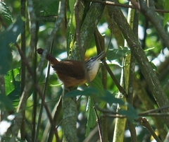 Cantorchilus longirostris