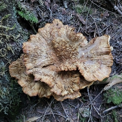 Bondarzewia occidentalis