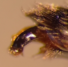 Sphecodes majalis