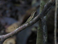 Anolis apletophallus